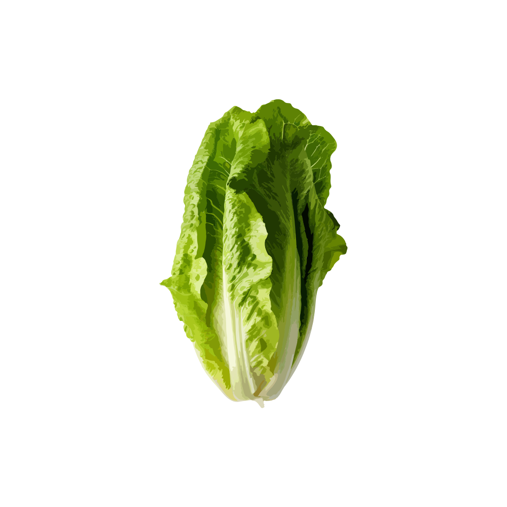 Crisp Romaine Lettuce