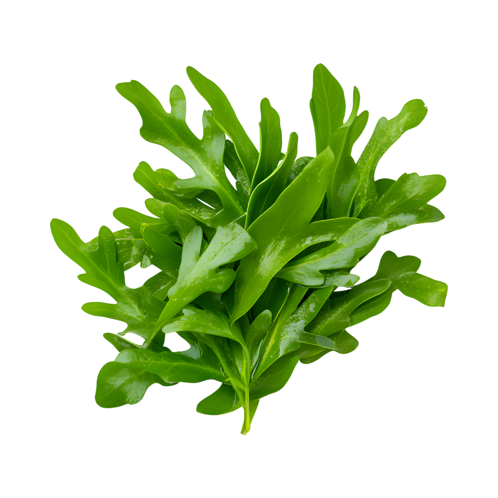 Fresh Arugula Leaves