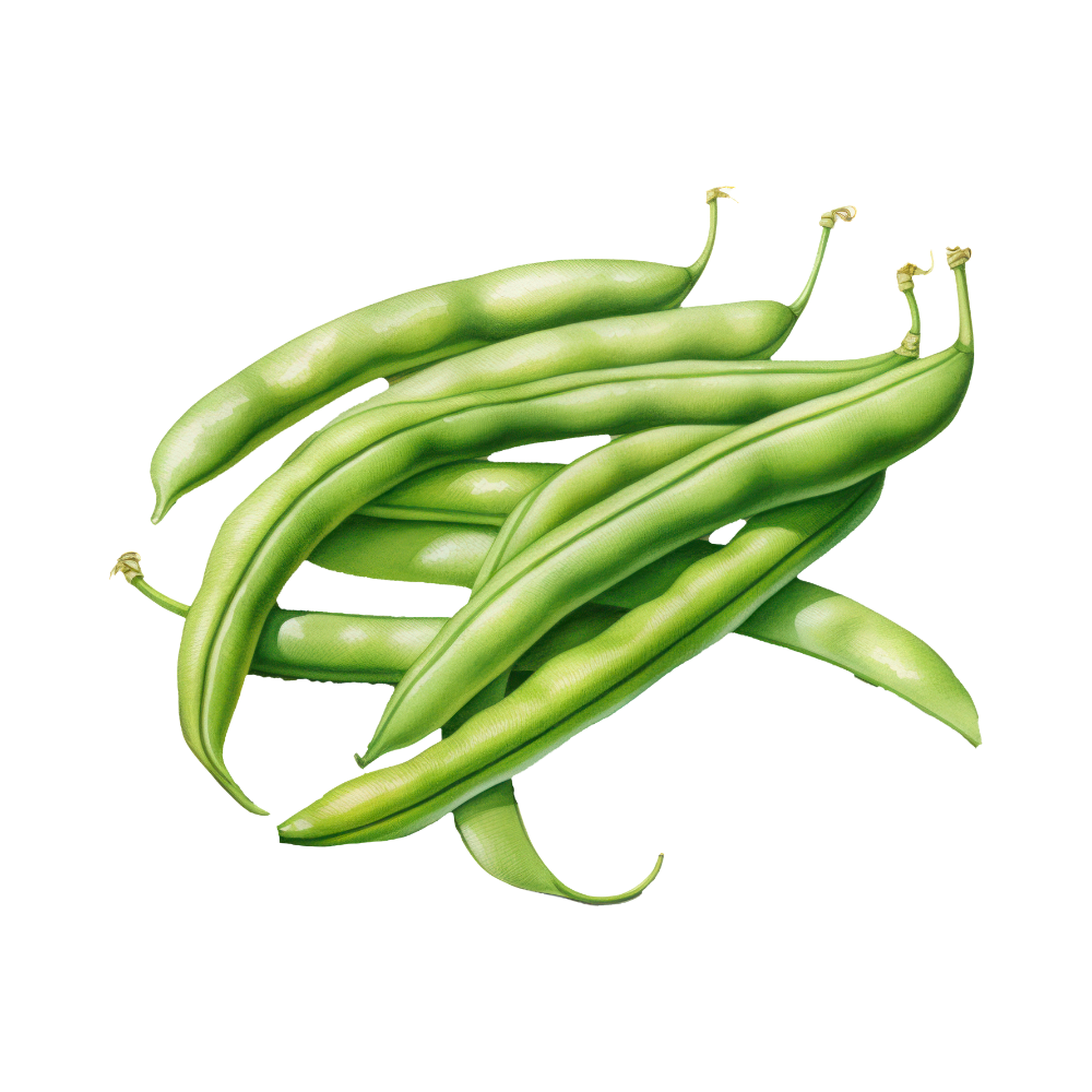 Fresh Green Beans