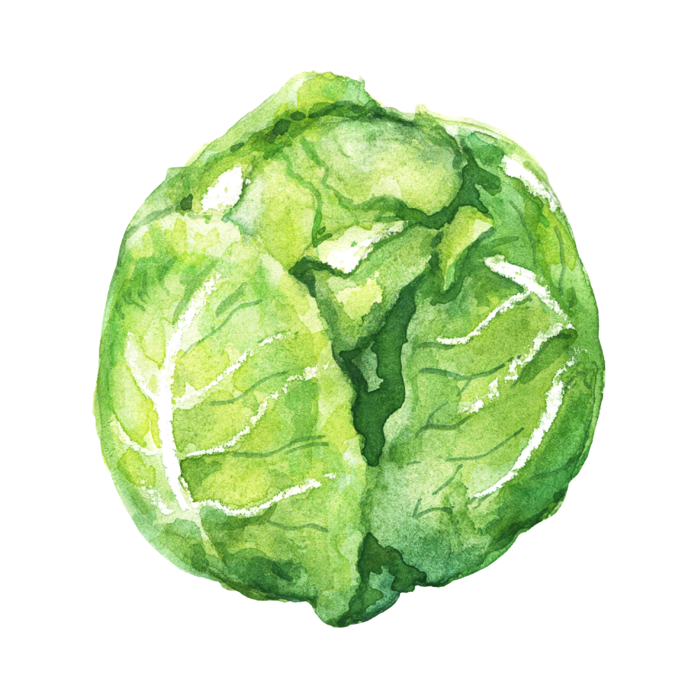 Fresh Green Cabbage