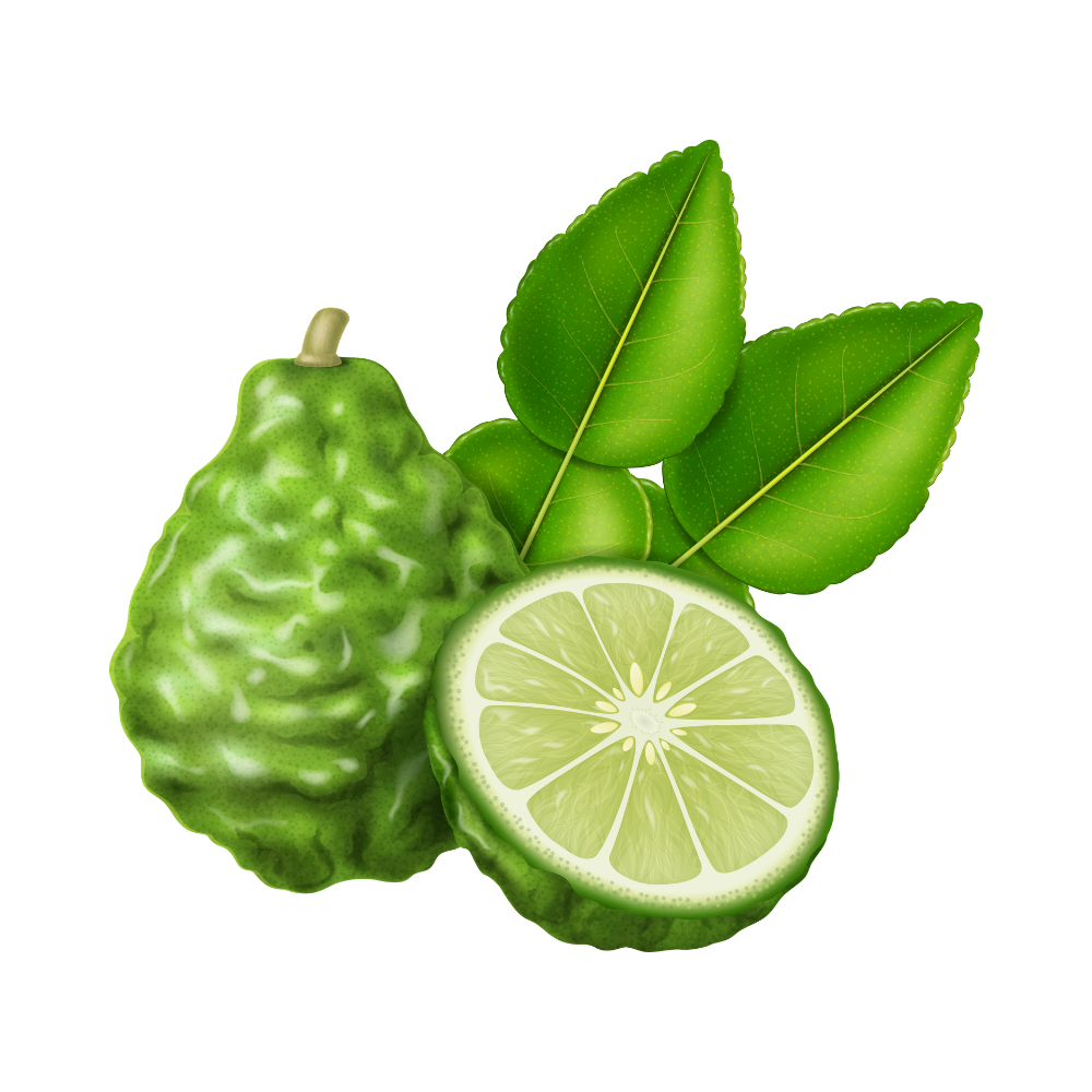 Fresh Kaffir Lime Leaves