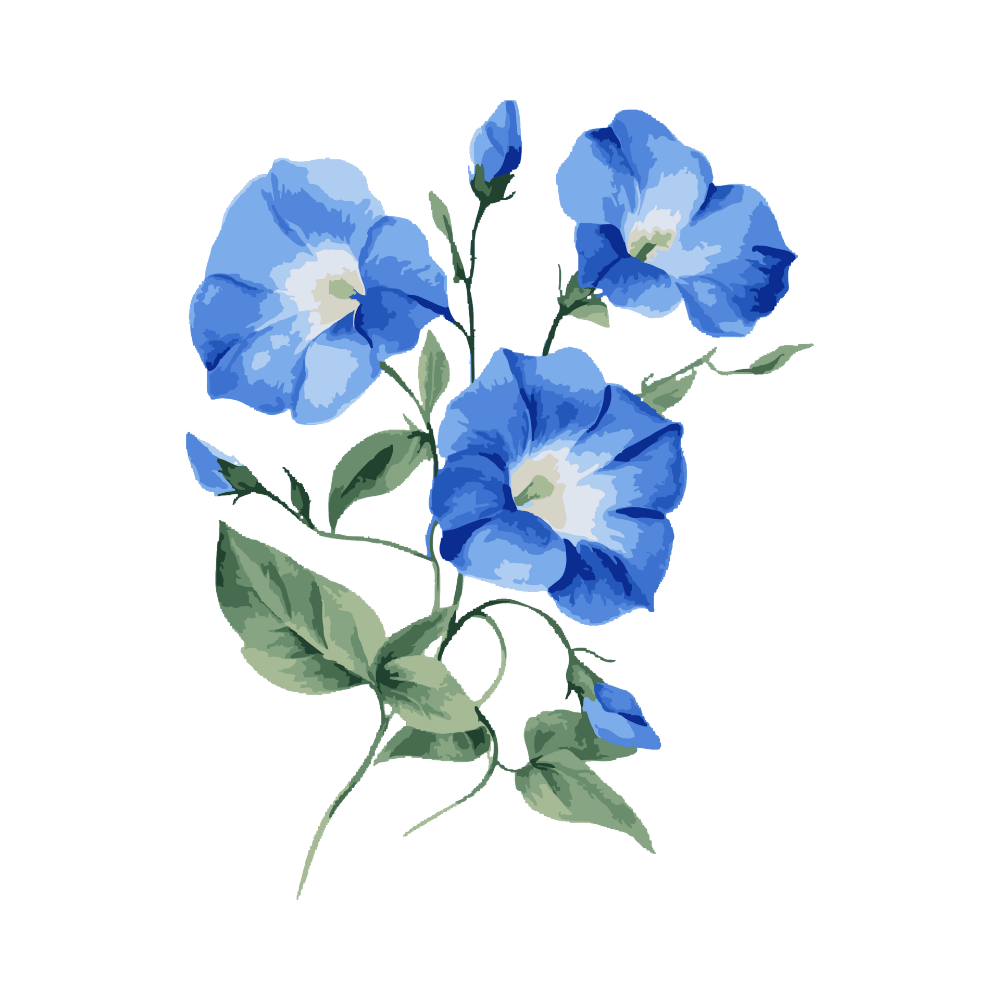 Fresh Morning Glory