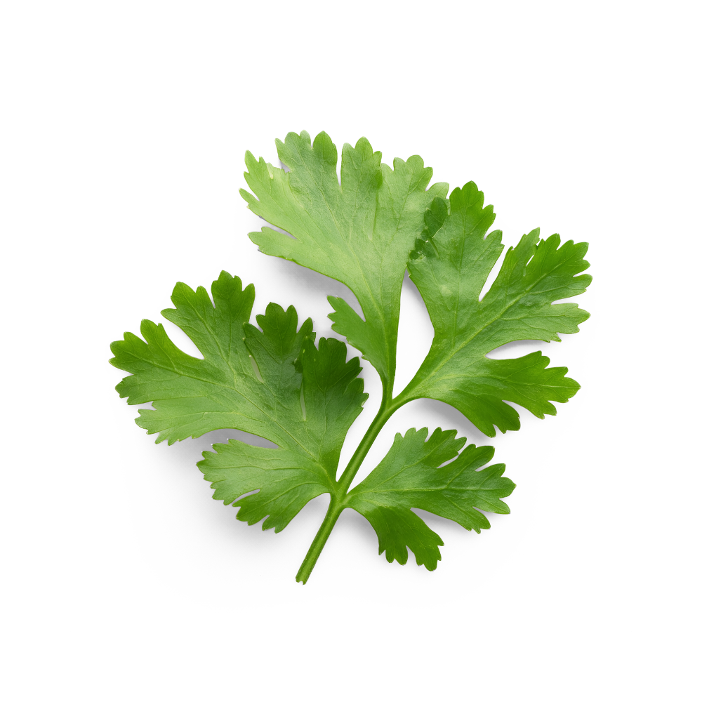 Fresh Organic Cilantro