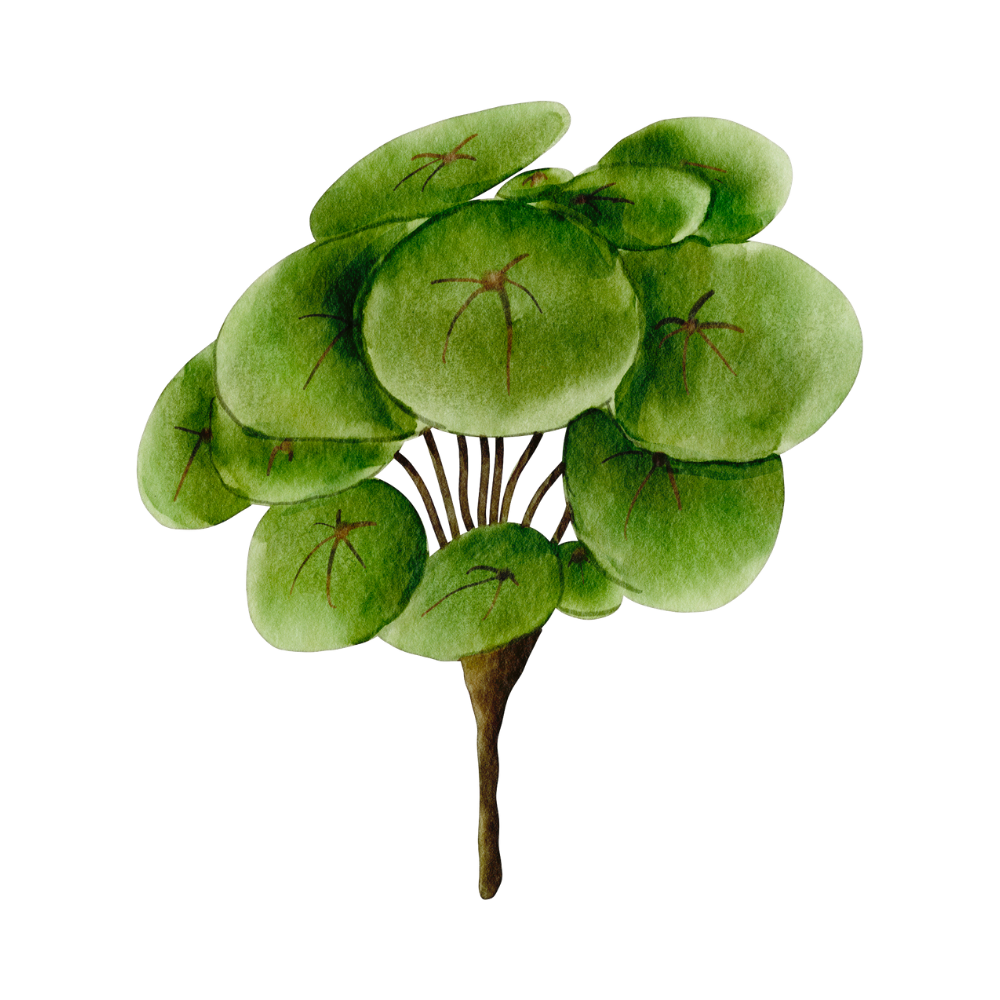 Fresh Watercress