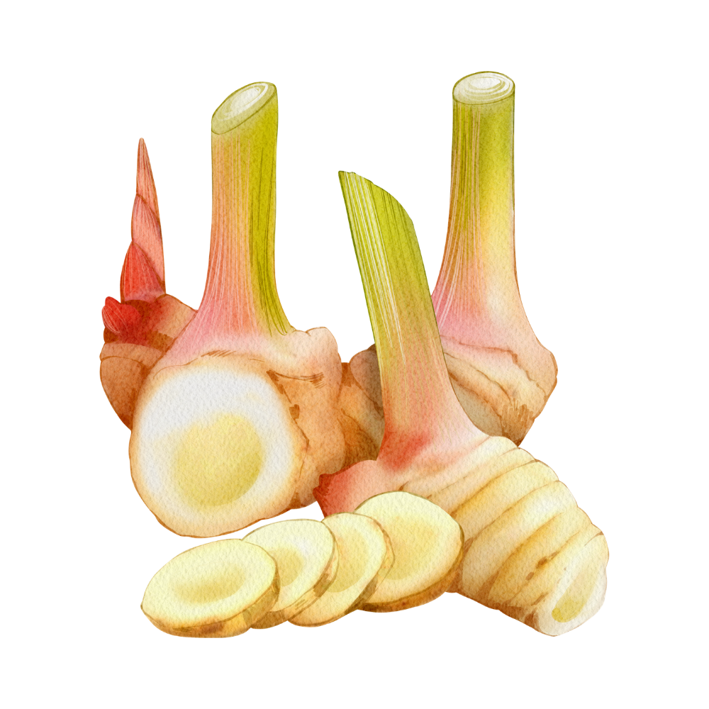 Organic Galangal Root