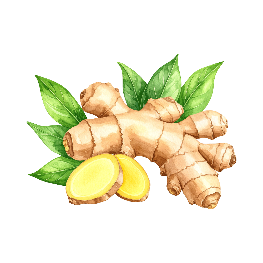 Organic Ginger Root