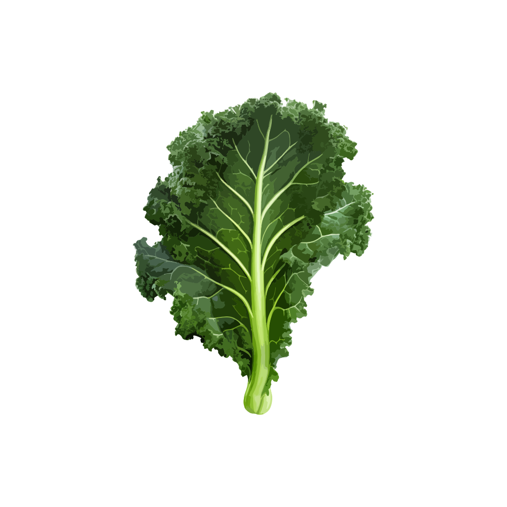 Organic Green Kale