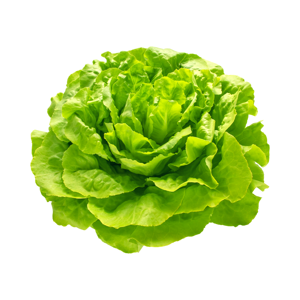Organic Iceberg Lettuce