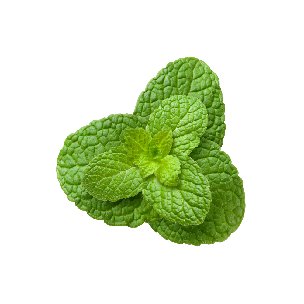 Organic Mint Leaves