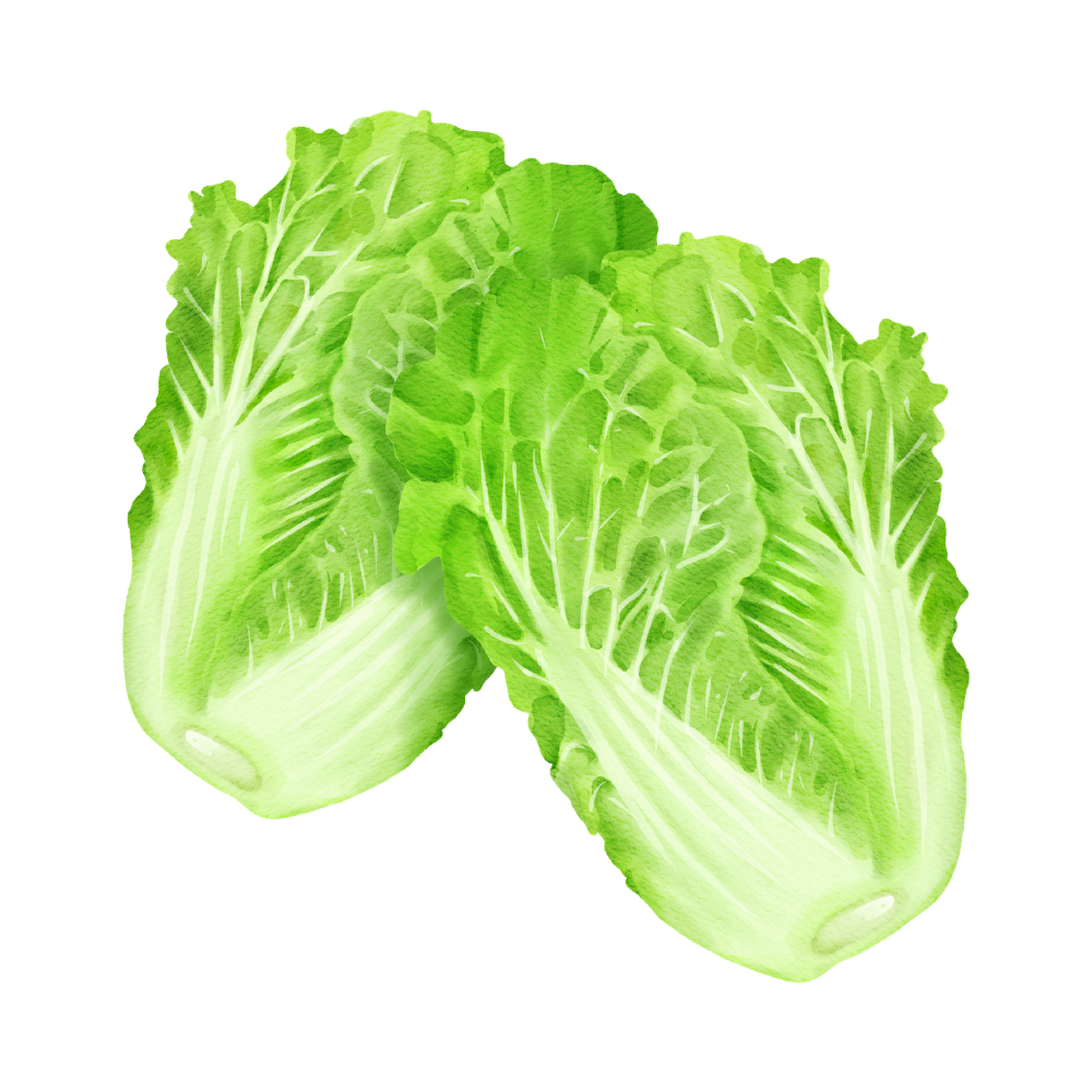 Organic Napa Cabbage