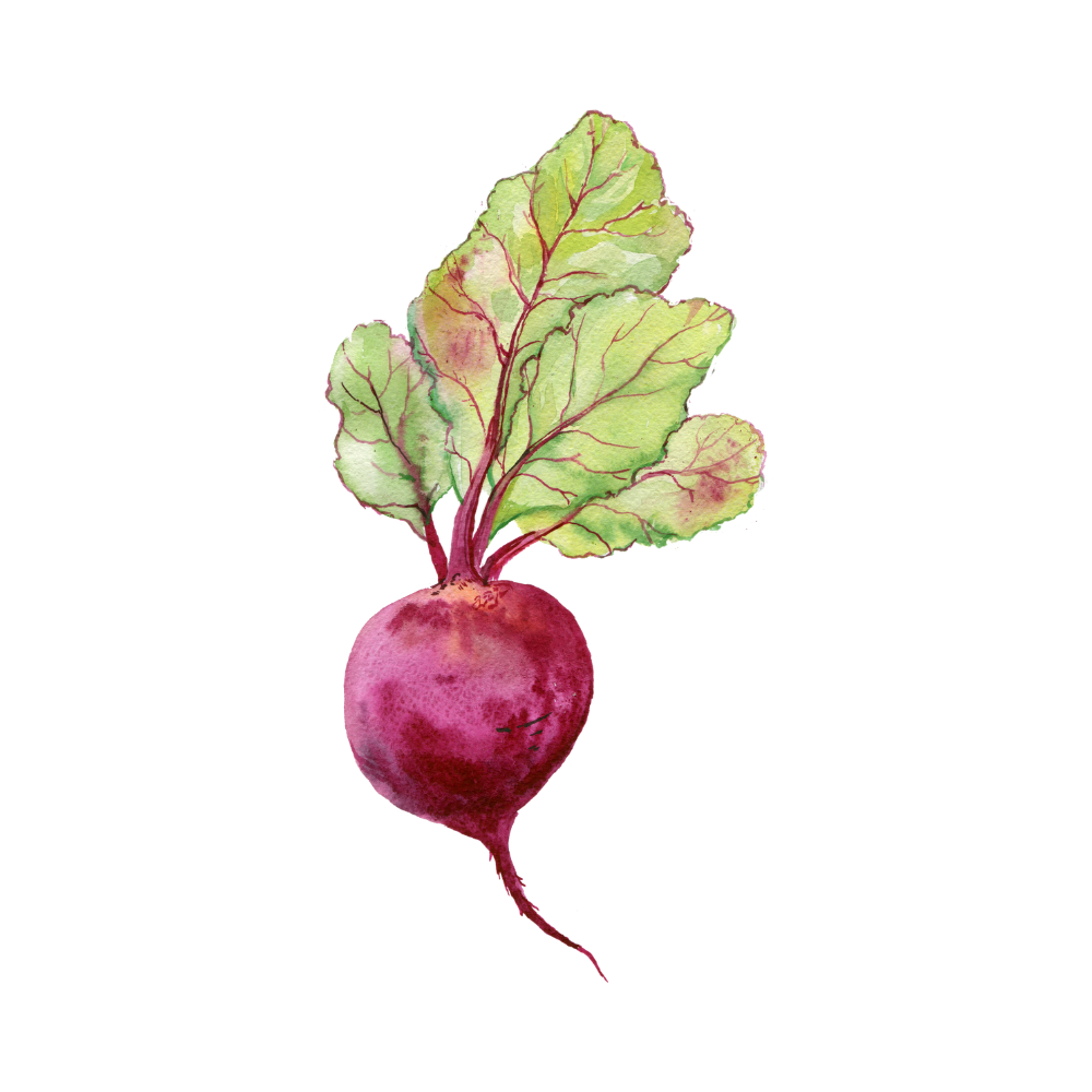 Organic Radishes