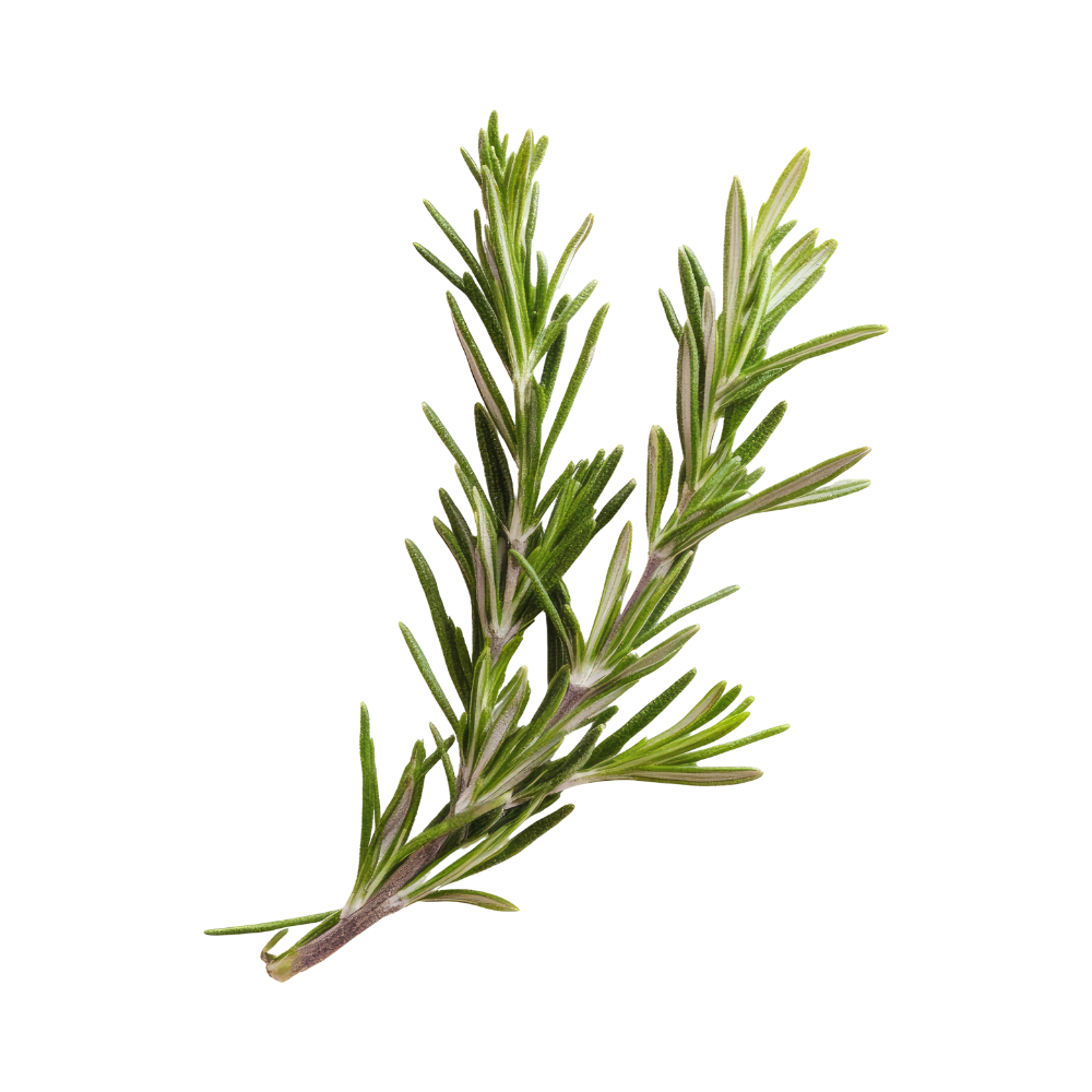 Organic Rosemary Sprigs