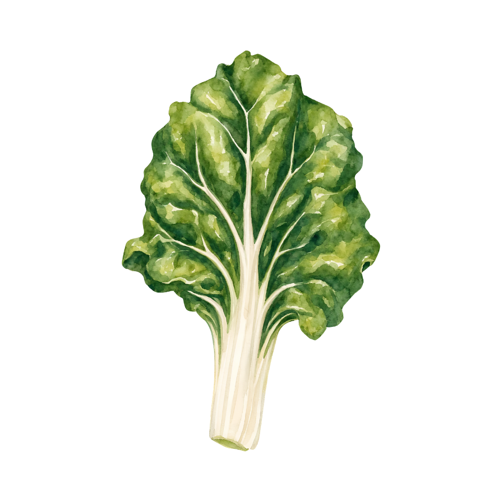 Organic Swiss Chard