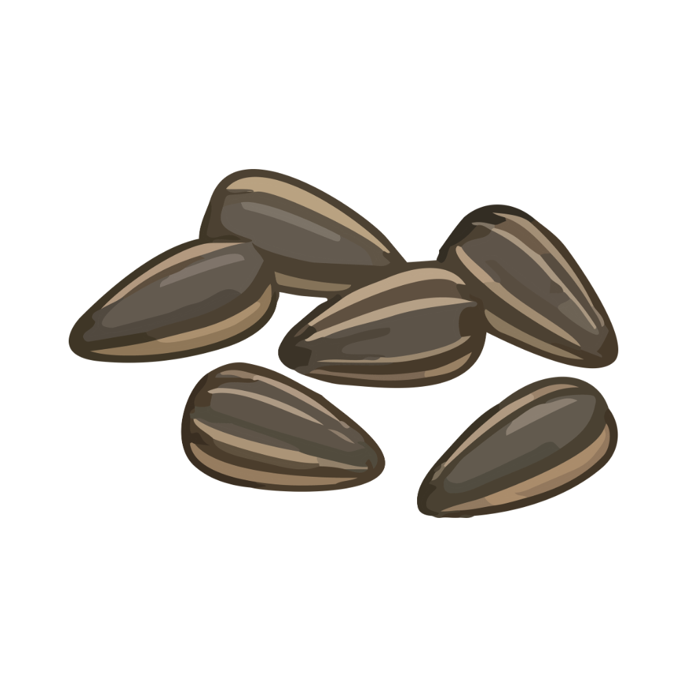 Raw Sunflower Seeds