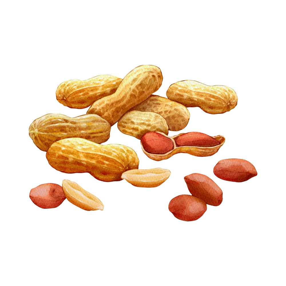 Roasted Peanuts